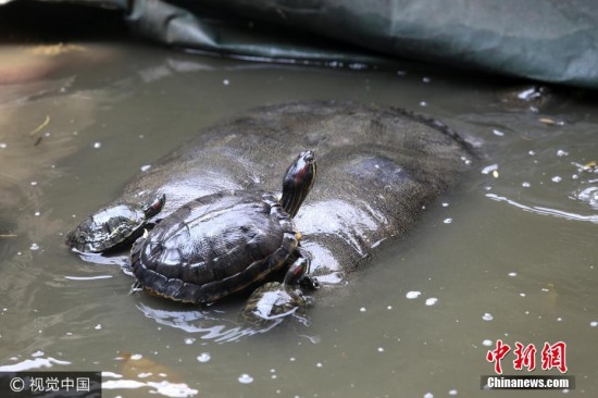 福建水池內現神秘巨黿