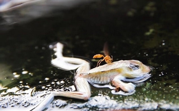 秘魯河流燙死動物