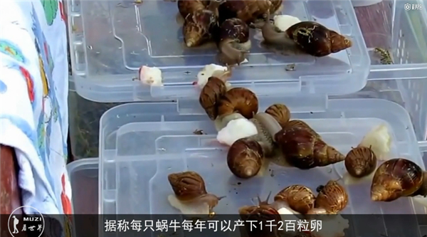 把蝸牛吃到滅絕