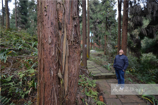 四川松鼠成災