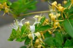 斷腸草和金銀花的區(qū)