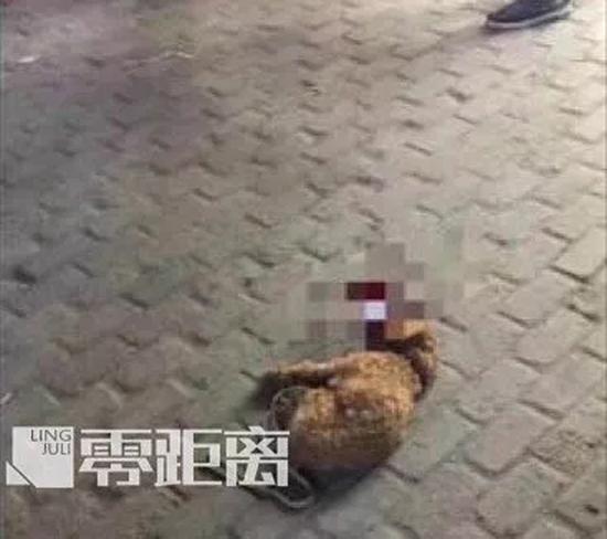 兒子被咬摔死泰迪 愛狗人士殺人
