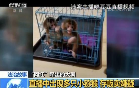 直播養猴牽出大案