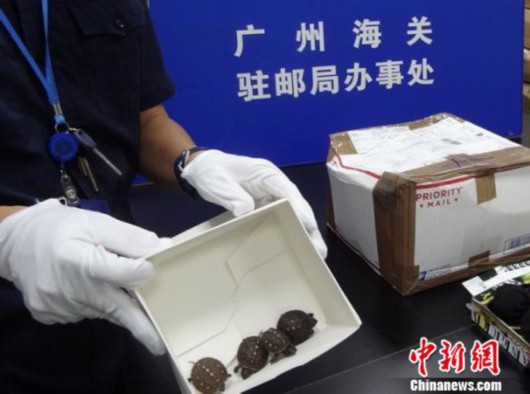 零食盒藏75只烏龜被海關(guān)查獲