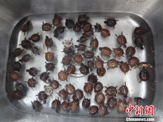 零食盒藏75只烏龜被海關(guān)查獲
