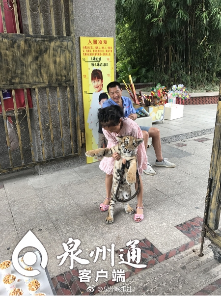 9歲女孩遛老虎