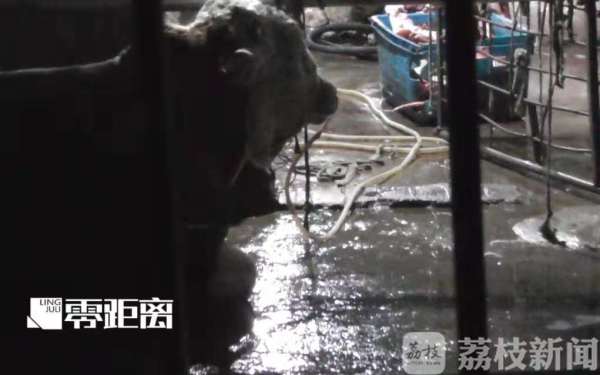 給活牛注水120斤 暗訪黑心屠宰場