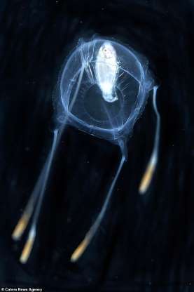 幼魚釋放怪異光線