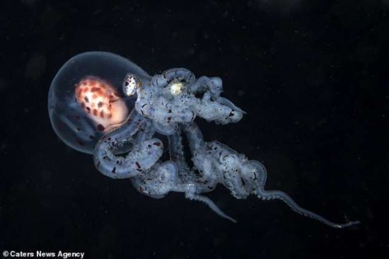 幼魚釋放怪異光線