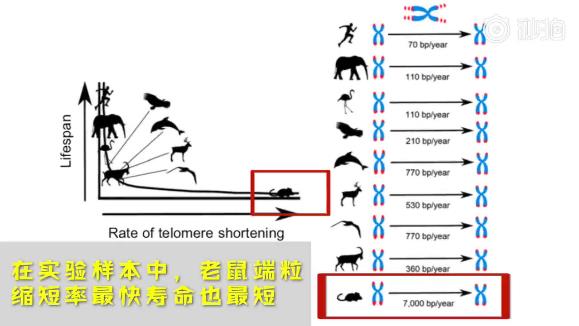 端粒縮短率可以預(yù)測物種壽命