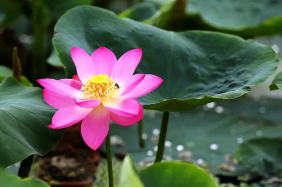百年古蓮復活開花