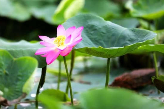百年古蓮復活開花