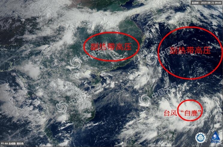 臺風白鹿登陸哪里 11號臺風路徑分析