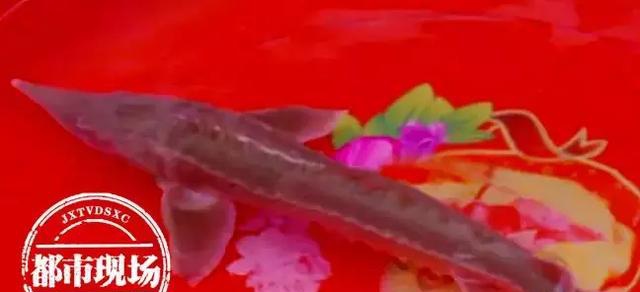 極其罕見！江西男子在贛江抓到“怪魚”，是國家一級保護動物