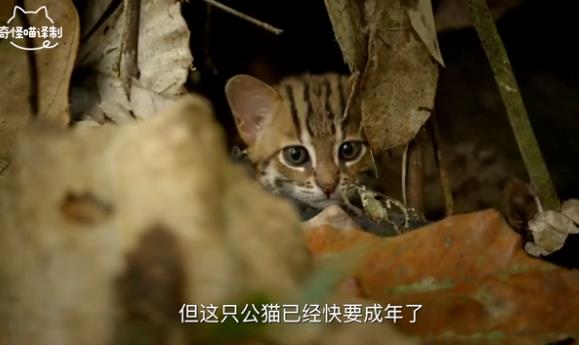 成年的銹斑豹貓跟普通家貓幼崽差不多大