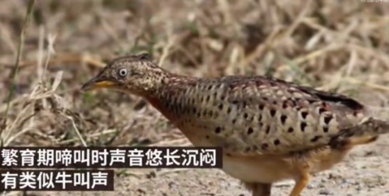 貴州山中龍吟為鳥類發(fā)出聲源