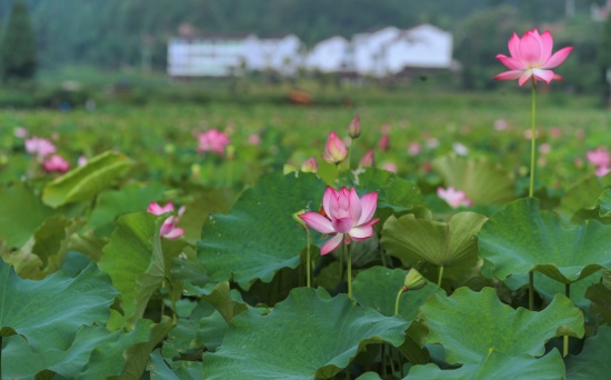 武陽(yáng)賞荷