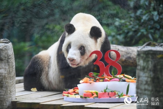 世上現(xiàn)存最年長(zhǎng)熊貓迎38歲生日