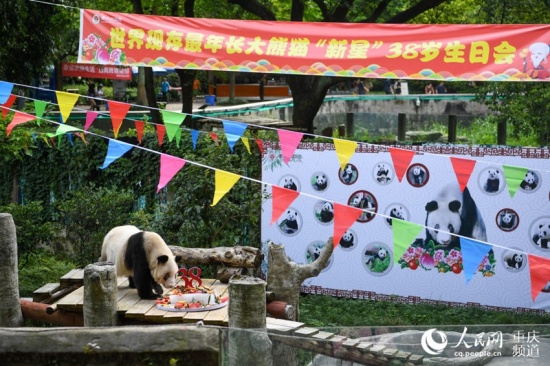 世上現(xiàn)存最年長(zhǎng)熊貓迎38歲生日