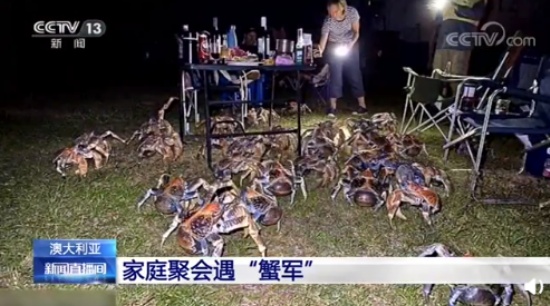 家庭燒烤時(shí)爬來50多只大螃蟹