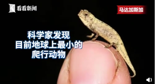 科學家發現地球最小爬行動物 變色龍體長22毫米
