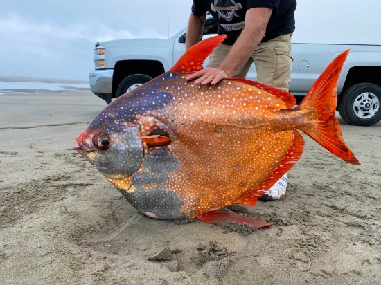 俄勒岡海灘發(fā)現(xiàn)罕見熱帶魚月魚 漂亮的Opah魚