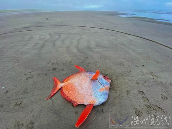 俄勒岡海灘發(fā)現(xiàn)罕見熱帶魚月魚 漂亮的Opah魚