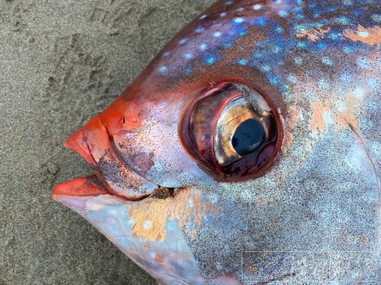俄勒岡海灘發(fā)現(xiàn)罕見熱帶魚月魚 漂亮的Opah魚