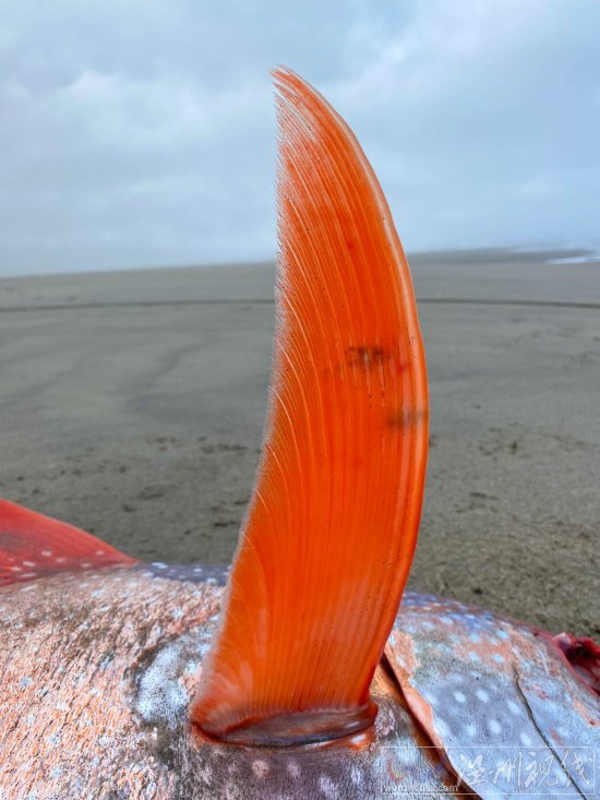 俄勒岡海灘發(fā)現(xiàn)罕見熱帶魚月魚 漂亮的Opah魚