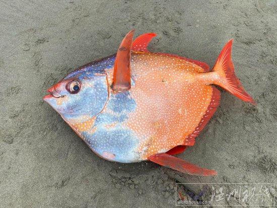 俄勒岡海灘發(fā)現(xiàn)罕見熱帶魚月魚 漂亮的Opah魚