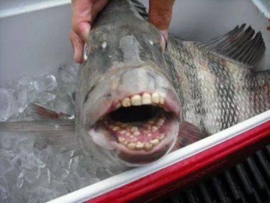 羊頭魚長滿人類牙齒的魚