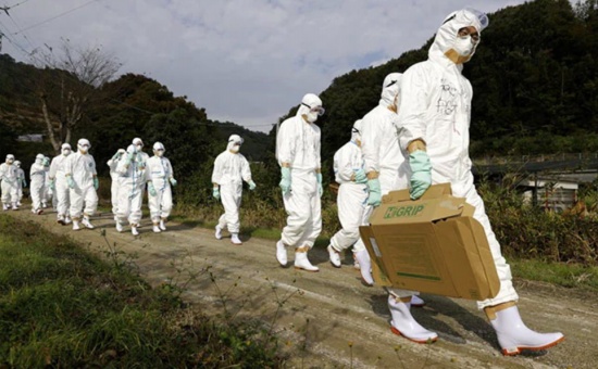 日本在第三次禽流感爆發中確認“高致病性”菌株