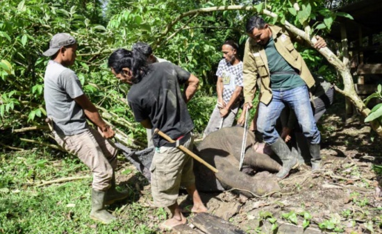 蘇門(mén)答臘小象在偷獵者陷阱中圈住樹(shù)干后死亡
